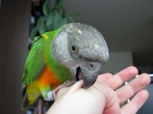 parrot_bite